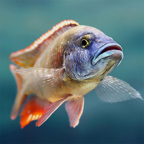 Aulonocara spp. no lago Malawi, aclimatadas a ambientes de pH entre 7,8 e 8,4.