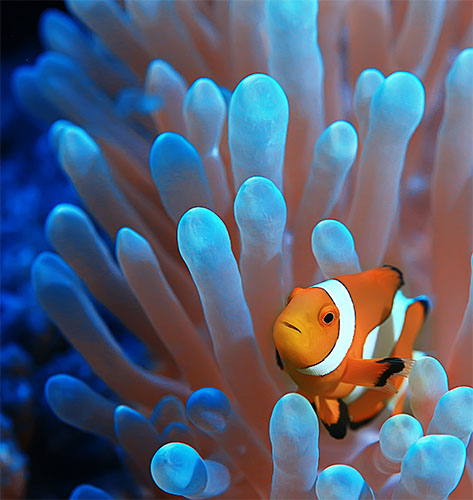 Amphiprion ocellaris, aclimatado a valores de pH entre 8,0 e 8,3 em recifes do Indo-Pacífico.