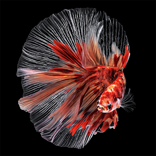 Peixe Betta saudável, variedade 